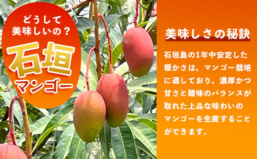 【先行予約】《2026年7月以降より順次発送》石垣島産 マンゴー  (アーウィン種) 約1kg(2～3玉) 《樹齢30年の木で育ったマンゴー》【 産地直送 沖縄 石垣島 マンゴー  アーウィン マンゴー フルーツ 】TP-1