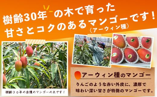 【先行予約】《2026年7月以降より順次発送》石垣島産 マンゴー  (アーウィン種) 約1kg(2～3玉) 《樹齢30年の木で育ったマンゴー》【 産地直送 沖縄 石垣島 マンゴー  アーウィン マンゴー フルーツ 】TP-1