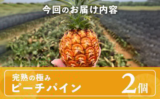 《2026年4月以降順次発送》最高糖度20度！？ 完熟の極 石垣島産パイナップル ピーチパイン2個セット【 沖縄 石垣島 石垣 八重山 パイン ピーチパイン 期間限定 数量限定 沖縄県 石垣島産 】TF-19-1_R8