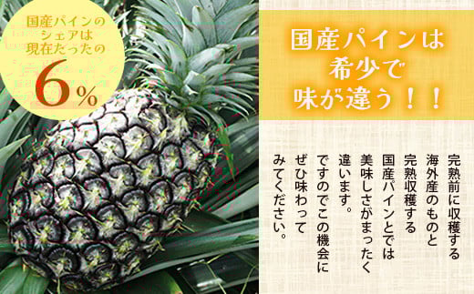 【先行予約】《2026年6月上旬より順次発送予定》 最高級パイン ゴールドバレル 2～3玉セット 【 沖縄 石垣 パイナップル パイン ゴールド バレル 高級 セット 】TD-1-1