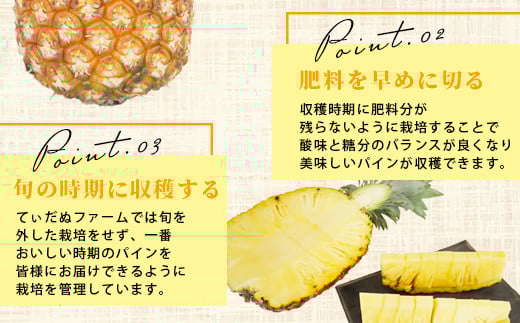 【先行予約】《2026年6月上旬より順次発送予定》 最高級パイン ゴールドバレル 2～3玉セット 【 沖縄 石垣 パイナップル パイン ゴールド バレル 高級 セット 】TD-1-1