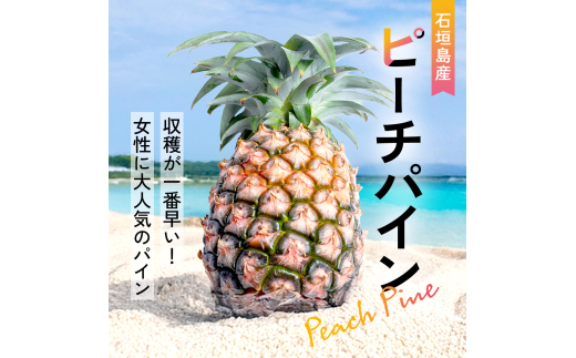 ＜先行予約＞石垣島産・大玉ピーチパイン 6玉 約6.0kg ＜2026年5月以降発送＞【 沖縄県石垣市 石垣島 フルーツ 果物 パイン パインアップル パイナップル 産地直送 】SI-038
