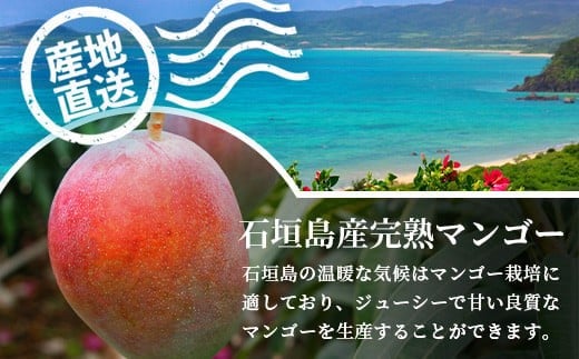 シサ莠育エ蜿嶺サ假シス鄒弱i蟋ォ繝槭Φ繧エ繝シ2kgシ亥ョ檎溘サ繧「繝シ繧ヲ繧」繝ウ遞ョシ俄岡2026蟷エ7譛井クュ譌ャス樣谺。逋コ騾≫沖縲 逕」蝨ー逶エ騾 豐也ク逵 遏ウ蝙」蟶 繝槭Φ繧エ繝シ 繝輔Ν繝シ繝 譫懃黄 蜊怜嵜 遏ウ蝙」蟲カ 縲舛B-2