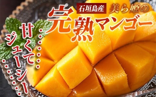 ［予約受付］美ら姫マンゴー1kg（完熟・アーウィン種）≪2026年7月中旬～順次発送≫【 産地直送 沖縄県 石垣市 マンゴー フルーツ 果物 南国 石垣島 】CB-1