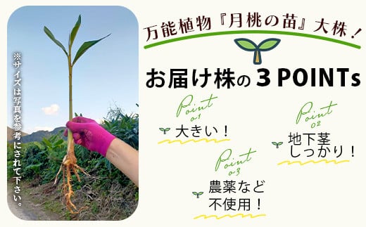 月桃の苗」大1株（特別栽培、栽培期間中農薬不使用）【 沖縄県 石垣市