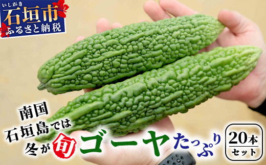 【予約受付】南国石垣島では冬が旬！朝採れ「ゴーヤ」たっぷり20本セット！減農薬！最優秀賞受賞の農家から！2027年1月～2027年4月まで順次発送予定 【 沖縄県石垣市 石垣島産 フレッシュ ゴーヤ 減農薬 特別栽培 野菜 採れたて 離島のいいもの 沖縄いいもの石垣島 】OI-11