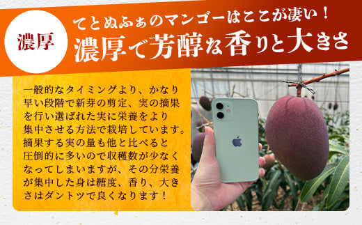《2026年6月下旬～7月下旬発送》【先行予約】最高糖度20度！？ 完熟の極！3Lサイズ 石垣島マンゴー 1玉入り約400g【贈答向け】【 産地直送 完熟マンゴー アーウィン マンゴー 沖縄 八重山 石垣島産 】TF-11-1_R8