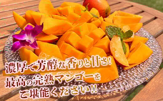 《2026年6月下旬～7月下旬発送》【先行予約】最高糖度20度！？ 完熟の極！3Lサイズ 石垣島マンゴー 1玉入り約400g【贈答向け】【 産地直送 完熟マンゴー アーウィン マンゴー 沖縄 八重山 石垣島産 】TF-11-1_R8