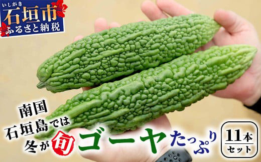 【予約受付】南国石垣島では冬が旬！朝採れ「ゴーヤ」大11本セット！減農薬！最優秀賞受賞の農家から！2027年1月～2027年4月まで順次発送予定【 沖縄県石垣市 石垣島産 フレッシュ ゴーヤ 減農薬 特別栽培 野菜 採れたて 離島のいいもの 沖縄いいもの石垣島 】OI-10