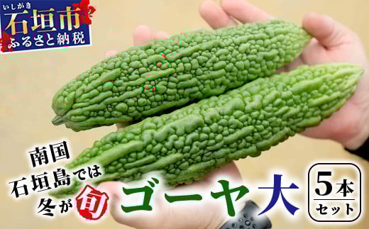 南国石垣島では冬が旬！朝採れ「ゴーヤ」大5本セット！減農薬！最優秀賞受賞の農家から！2026年1月上旬～2026年2月中旬頃まで順次発送【 沖縄 石垣 石垣島 石垣島産 フレッシュ ゴーヤ 減農薬 特別栽培 野菜 採れたて 産地直送 離島のいいもの 沖縄いいもの石垣島 】OI-9