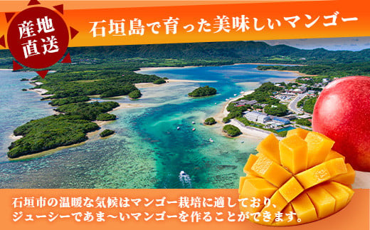 【2026年発送 先行予約】「紅福姫ブランド」石垣島のマンゴー 約2kg 【沖縄県 石垣市 産地直送 旬 石垣島産 マンゴー 完熟マンゴー アーウィン種マンゴー】OT-05