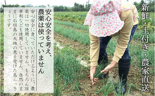 【先行受付】島らっきょう 生 土付き １kg《2026年2月上旬～3月下旬発送予定》沖縄 石垣島 農家直送【野菜 らっきょう 島らっきょう おつまみ 採れたて 漬物 天ぷら】TK-7