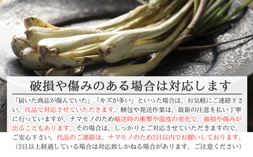 【先行受付】島らっきょう 生 土付き １kg《2026年2月上旬～3月下旬発送予定》沖縄 石垣島 農家直送【野菜 らっきょう 島らっきょう おつまみ 採れたて 漬物 天ぷら】TK-7