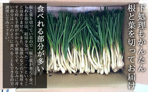【先行受付】島らっきょう 生 土付き １kg《2026年2月上旬～3月下旬発送予定》沖縄 石垣島 農家直送【野菜 らっきょう 島らっきょう おつまみ 採れたて 漬物 天ぷら】TK-7