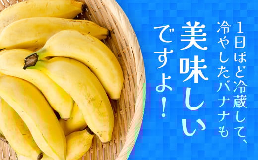 ＜先行予約＞ 石垣島の島バナナ 3～6房 (約2.6～3kg前後入り) ＜2026年7月より順次発送＞ 爽やか酸味のスッキリ系バナナ、少し冷やしてもイイんです！ SI-34
