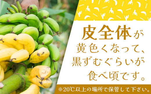 ＜先行予約＞ 石垣島の島バナナ 3～6房 (約2.6～3kg前後入り) ＜2026年7月より順次発送＞ 爽やか酸味のスッキリ系バナナ、少し冷やしてもイイんです！ SI-34