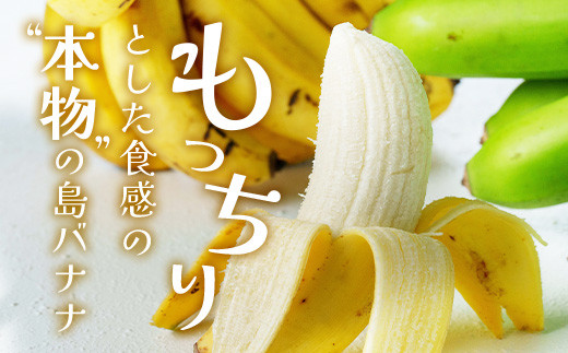 ＜先行予約＞ 石垣島の島バナナ 1～3房 (約1.2～1.5kg前後入り) ＜2026年7月より順次発送＞ 爽やか酸味のスッキリ系バナナ 少し冷やしてもイイんです！ SI-33
