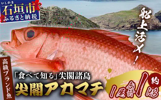 【予約受付】高級ブランド魚 尖閣赤マチ 1尾 約1kg 下処理済【沖縄三大高級魚】尖閣諸島 刺身 焼魚 煮物 鮮魚 冷凍 ムニエル 天然 洋食 和食 白身魚 高級魚 GK-3