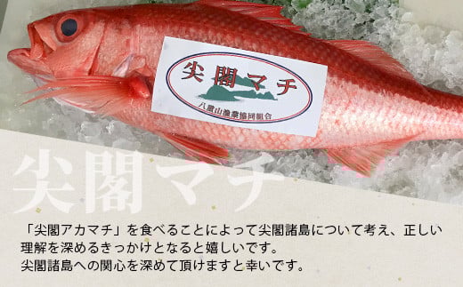 【予約受付】高級ブランド魚 尖閣赤マチ 2～3尾 合計約5kg 下処理済 【沖縄三大高級魚】尖閣諸島 刺身 焼魚 煮物 鮮魚 冷凍 ムニエル 天然 洋食 和食 白身魚 高級魚 GK-1