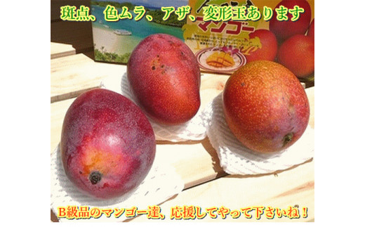 ＜予約受付＞【訳あり】完熟アップルマンゴー 2~4個 約1kg ＜2026年7月中旬以降発送＞ | マンゴー 沖縄 石垣 規格外 SI-029