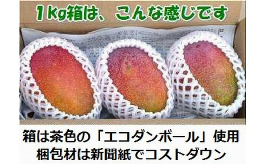 ＜予約受付＞【訳あり】完熟アップルマンゴー 2~4個 約1kg ＜2026年7月中旬以降発送＞ | マンゴー 沖縄 石垣 規格外 SI-029