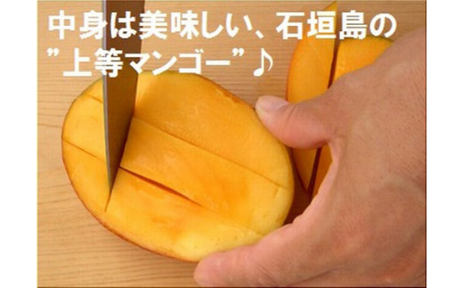 ＜予約受付＞【訳あり】完熟アップルマンゴー 2~4個 約1kg ＜2026年7月中旬以降発送＞ | マンゴー 沖縄 石垣 規格外 SI-029