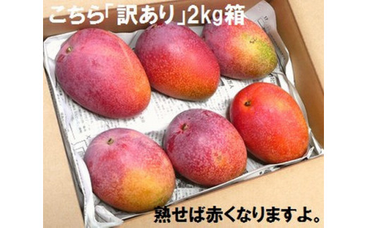 ＜先行予約＞ 石垣島産 《訳あり・ご自宅用マンゴー》 約2kg エコ箱入り (3～6個入り) ＜2026年7月中旬以降発送＞ | マンゴー 沖縄 石垣 規格外 SI-030