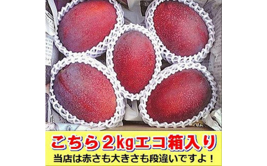 ＜予約受付＞完熟アップルマンゴー 3~6個 約2kg ＜2026年7月中旬以降発送＞  | SI-032