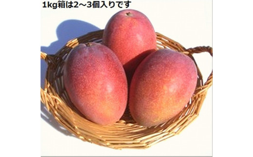 ïŒäºçŽåä»ïŒå®çã¢ããã«ãã³ãŽãŒ 2~3å çŽ1kg ïŒ2026幎7æäžæ¬ä»¥éçºéïŒ | SI-031