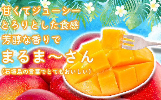 ＜先行予約＞「マンゴー」 ⽯垣島ど真ん中 まるま～さん マンゴー 1kg (2～3玉) ≪2026年7月頃より順次発送予定≫ (アーウィン種)【 産地直送 マンゴー アーウィンマンゴー アップルマンゴー 沖縄県 八重山 石垣産 アーウィン種 マンゴー フルーツ 果物 】 IT-1