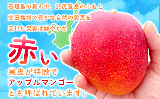 ＜先行予約＞「マンゴー」 ⽯垣島ど真ん中 まるま～さん マンゴー 1kg (2～3玉) ≪2026年7月頃より順次発送予定≫ (アーウィン種)【 産地直送 マンゴー アーウィンマンゴー アップルマンゴー 沖縄県 八重山 石垣産 アーウィン種 マンゴー フルーツ 果物 】 IT-1