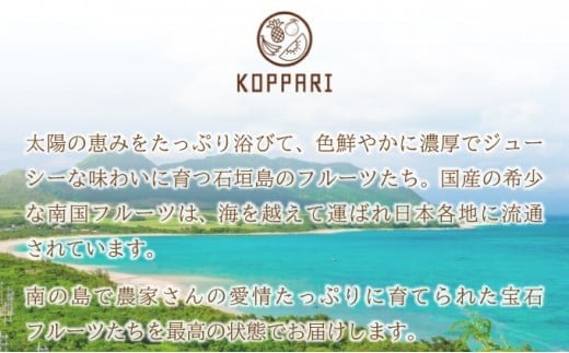 ã2026幎6ææ«ããé æ¬¡çºéã2Lïœ3L ãã³ãŽãŒ2ïœ3çïŒçŽ1kgïŒ ã ç£å°çŽé æ¬ ãã«ãŒã æ°é®® å®ç ãã³ãŽãŒ ç³å£ æ²çž ãKP-24