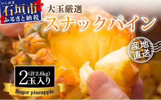【先行予約】石垣島産 スナックパイン ずっしりの「大玉」2個入り 《2026年5月以降発送》 SI-25