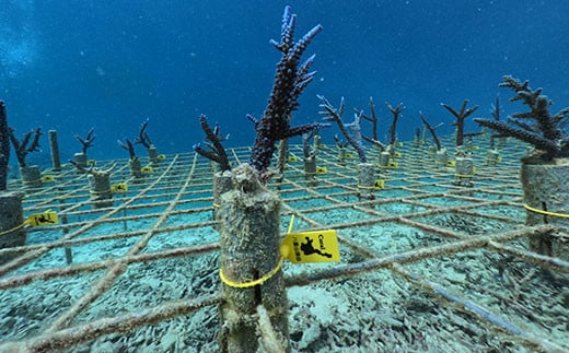 ãããã®æ¥œåãããžã§ã¯ã(ãããã®èæ€ãä»ã50æ¬) SY-3-1