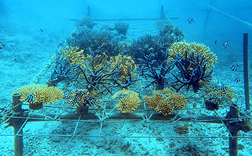 ãããã®æ¥œåãããžã§ã¯ã(ãããã®èæ€ãä»ã50æ¬) SY-3-1