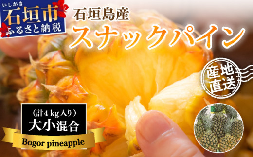 【先行予約】【訳あり】石垣島産・スナックパイン 訳ありの大小混合セット 《2026年5月以降発送》  SI-24-1
