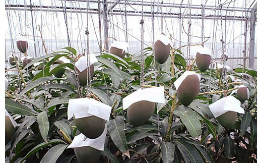 ïŒå
è¡äºçŽïŒç³å£å³¶ç£ãã³ãŽãŒ(ã¢ãŒãŠã£ã³çš®) 4ïœ5ç çŽ2kg | ãã³ãŽãŒ ã¢ããã«ãã³ãŽãŒ æ²çžç IF-2