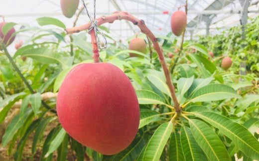 ïŒå
è¡äºçŽïŒç³å£å³¶ç£ãã³ãŽãŒ (ã¢ãŒãŠã£ã³çš®) 2ïœ3ç çŽ1kg | ãã³ãŽãŒ ã¢ããã«ãã³ãŽãŒ æ²çžç IF-1