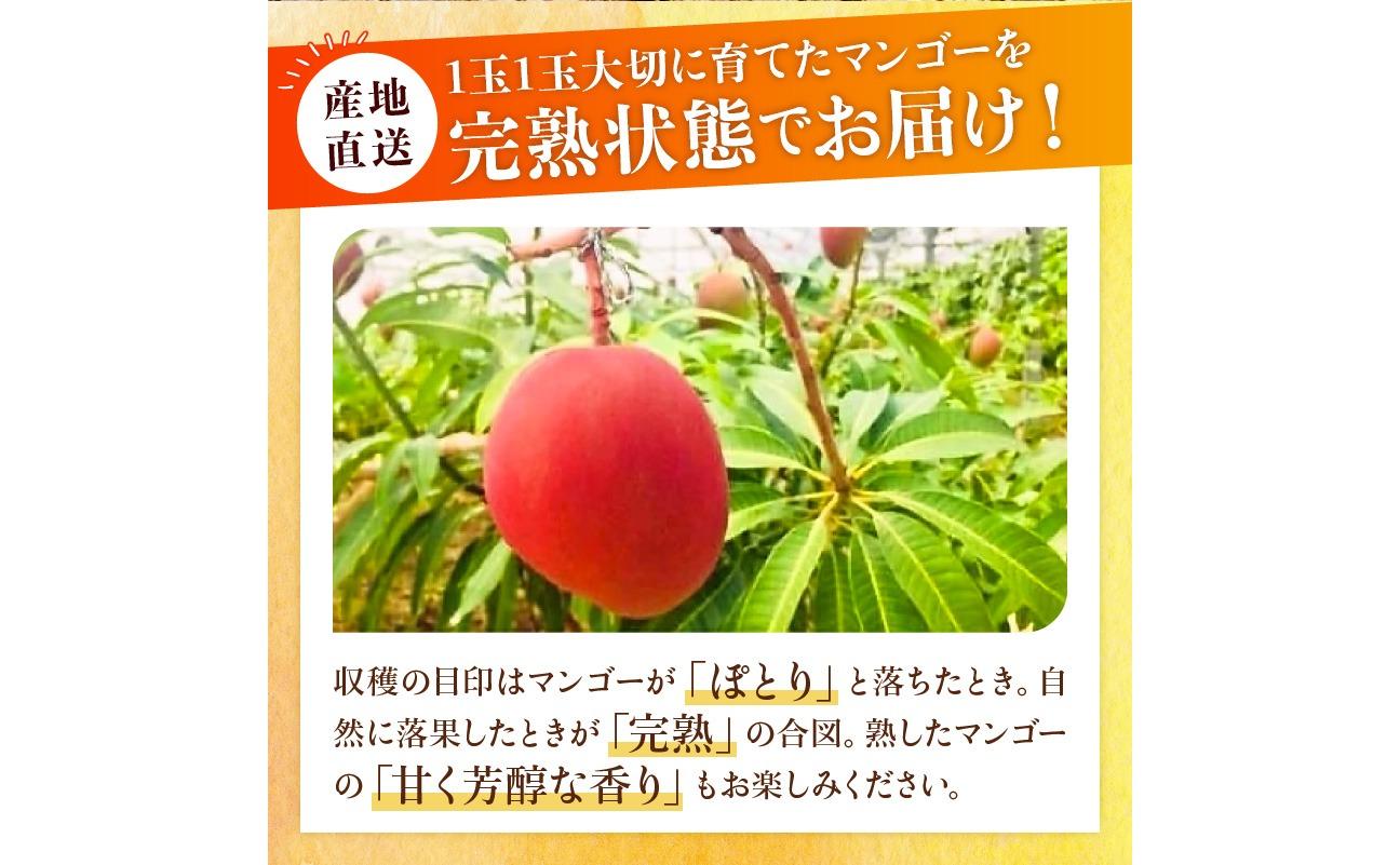 【2026年発送 先行予約】石垣島のマンゴー 約1kg 【沖縄県 石垣市 産地直送 旬 石垣島産 マンゴー 完熟マンゴー アーウィン種マンゴー】申し込みは今のうちに！フルーツ先行予約 HI-1