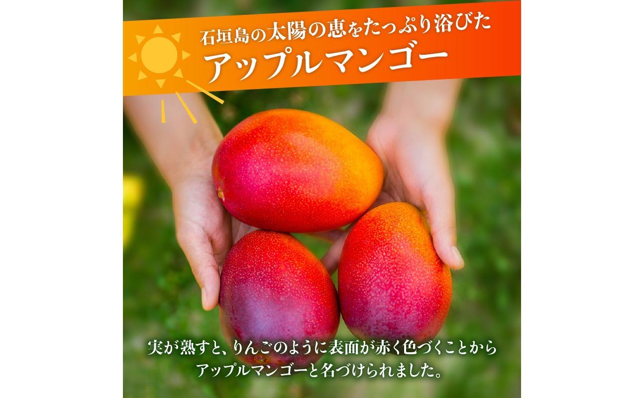 【2026年発送 先行予約】石垣島のマンゴー 約1kg 【沖縄県 石垣市 産地直送 旬 石垣島産 マンゴー 完熟マンゴー アーウィン種マンゴー】申し込みは今のうちに！フルーツ先行予約 HI-1