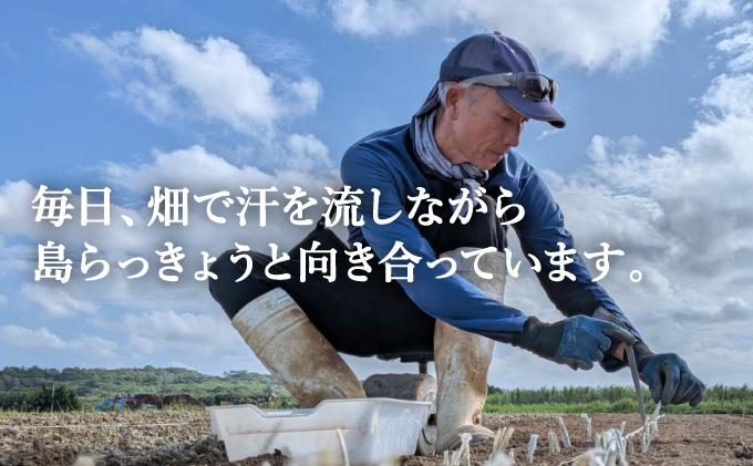 ≪2026年2月下旬～5月下旬発送≫採れたて島らっきょう 1kg 【 沖縄県 石垣市 野菜 らっきょう 島らっきょう おつまみ 採れたて 料理 漬物 天ぷら おかぴ農園 産地直送 】OK-01