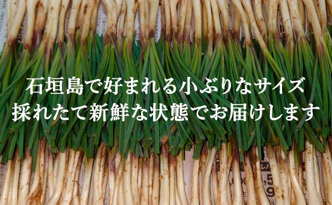 ≪2026年2月下旬～5月下旬発送≫採れたて島らっきょう 1kg 【 沖縄県 石垣市 野菜 らっきょう 島らっきょう おつまみ 採れたて 料理 漬物 天ぷら おかぴ農園 産地直送 】OK-01