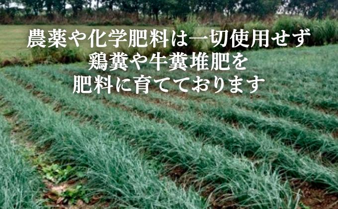 ≪2026年2月下旬～5月下旬発送≫採れたて島らっきょう 1kg 【 沖縄県 石垣市 野菜 らっきょう 島らっきょう おつまみ 採れたて 料理 漬物 天ぷら おかぴ農園 産地直送 】OK-01