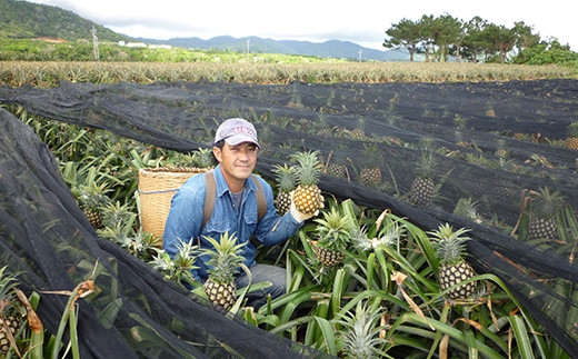【農林水産大臣賞受賞】【予約受付】當銘さんグループのスナックパイン２．２ｋｇ（２玉～５玉）【2026年4月20日より順次発送予定】YK-2