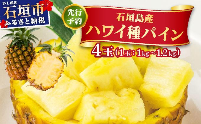 ＜先行予約＞ ハワイ種 パイナップル 4玉 ＜2026年6月発送＞ | 沖縄県 石垣市 石垣島産 パイン パイナップル ハワイ種パイナップル ZH-16