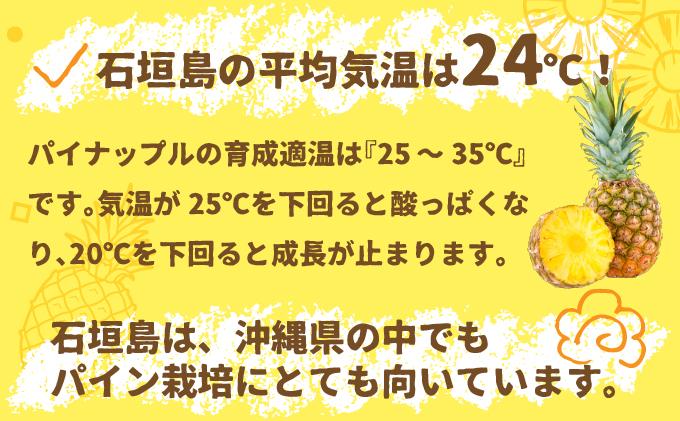 ＜先行受付＞石垣パイン ハワイ種 6個セット＜2026年7月上旬発送＞ | パイナップル パインアップル 石垣島パイン フルーツ 果物 くだもの 南国フルーツ 国産パイン MI-7-1
