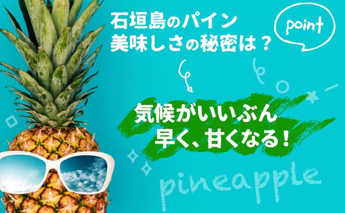 ＜先行受付＞石垣パイン ハワイ種 6個セット＜2026年7月上旬発送＞ | パイナップル パインアップル 石垣島パイン フルーツ 果物 くだもの 南国フルーツ 国産パイン MI-7-1