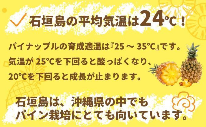 ＜先行受付＞ 石垣パイン 3個セット ボゴール種 ＜2026年5月初旬以降発送＞ | パイナップル パインアップル 石垣島パイン フルーツ 果物 くだもの 南国フルーツ 国産パイン MI-004