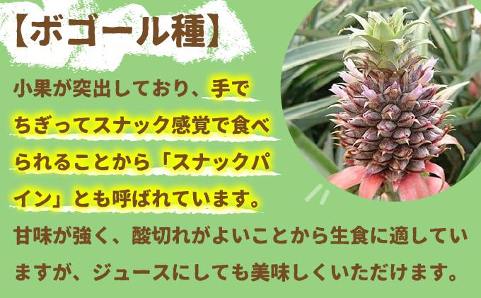 ＜先行受付＞ 石垣パイン 3個セット ボゴール種 ＜2026年5月初旬以降発送＞ | パイナップル パインアップル 石垣島パイン フルーツ 果物 くだもの 南国フルーツ 国産パイン MI-004