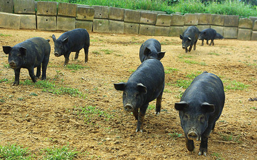 ç³å£å³¶ã¢ã°ãŒè±ã詊ãã»ãã U-10-1